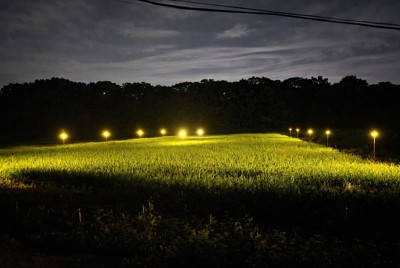 農薬散布回数の削減効果が確認された黄色ＬＥＤ防蛾灯の点灯（兵庫県三木市）