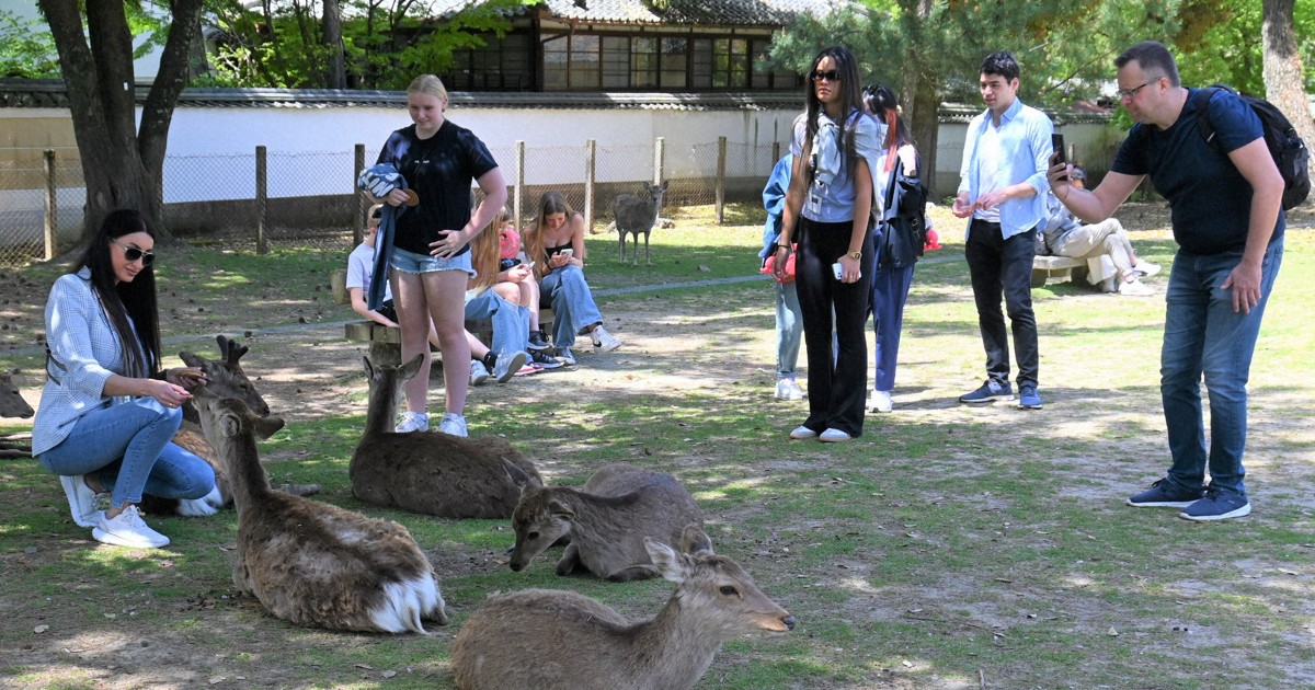 SNS動画きっかけで「奈良のシカ」巡るクレーム急増　県職員は疲弊