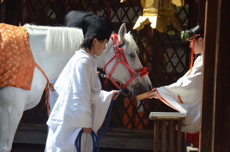 上賀茂神社の神馬「神山号」交代 同じ白馬の「11代目」へ 京都 | 毎日新聞