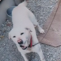 秋田県五城目町でクマに襲われた犬＝飼い主提供