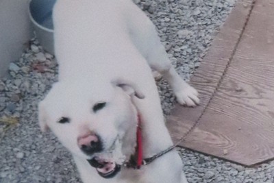 夜中にうなり声、クマに狙われた番犬　「家の中に入れておけば&hellip;」