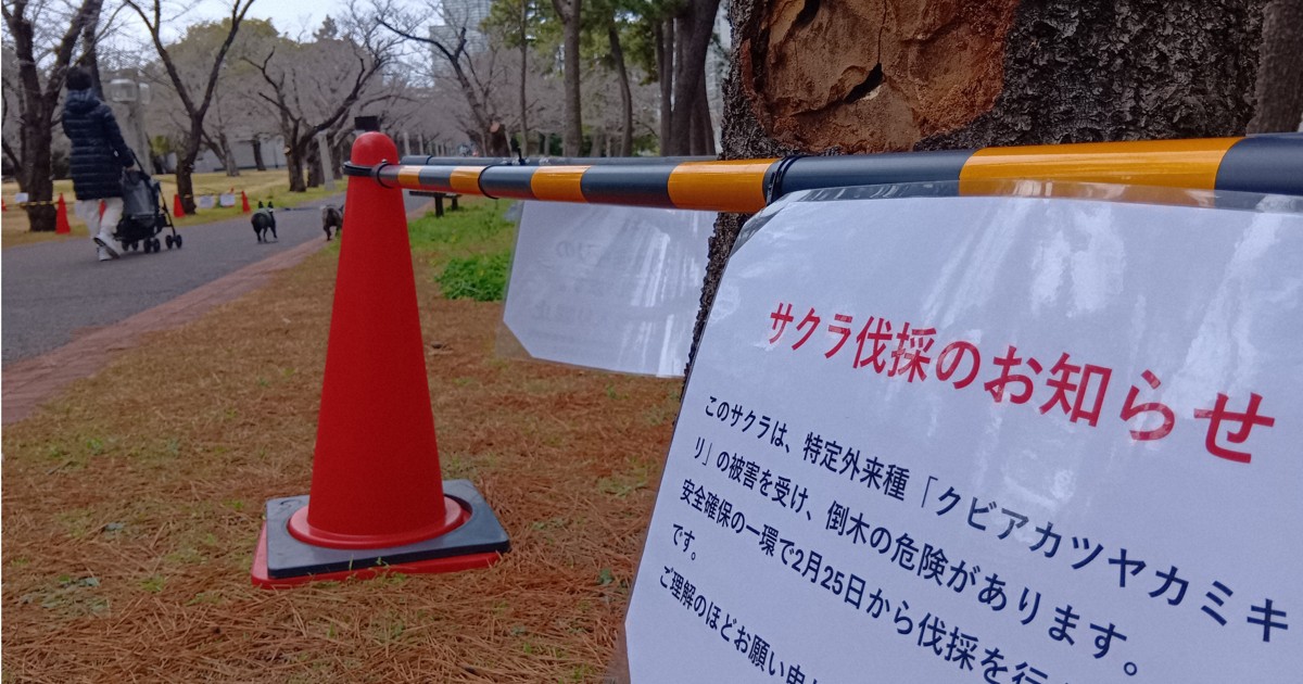 花見の季節に桜伐採　木を食い荒らす外来害虫、誰もができる対策は?