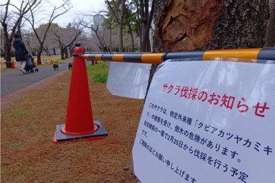 クビアカツヤカミキリの被害を受けた桜。20本が倒木の危険があるとして花見の時期を前に伐採された＝東京都江東区の辰巳の森緑道公園で2026年2月26日午前10時53分、岡田英撮影