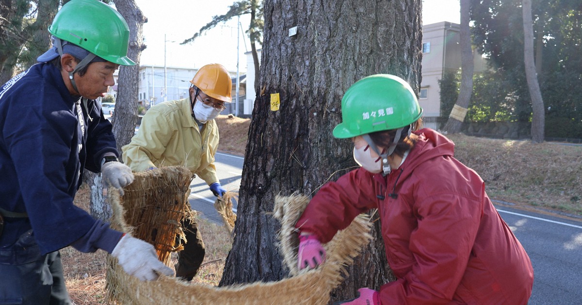 Easy Japanese news in translation: Straw mats taken off from pine trees in Shizuoka Pref.