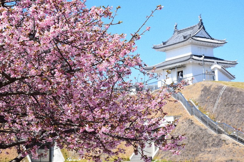 雪残る中、鮮やかに 宇都宮・河津桜見ごろ ／栃木 | 毎日新聞