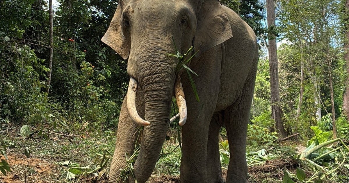 天王寺動物園に8年ぶりのアジアゾウ来園：マレーシアから3頭が到着した最新トレンドまとめ