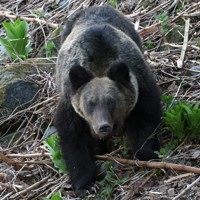 春先に山中を歩くヒグマ＝貝塚太一撮影