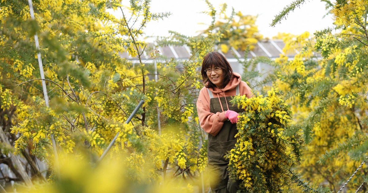 Easy Japanese news in translation: Mimosa flowers picked for International Women's Day