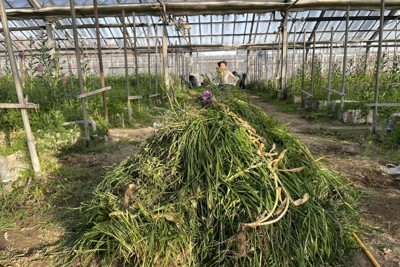 子どもらのがんばり度を表す雑草の山＝愛知県内で2026年2月23日午後4時半、町田結子撮影