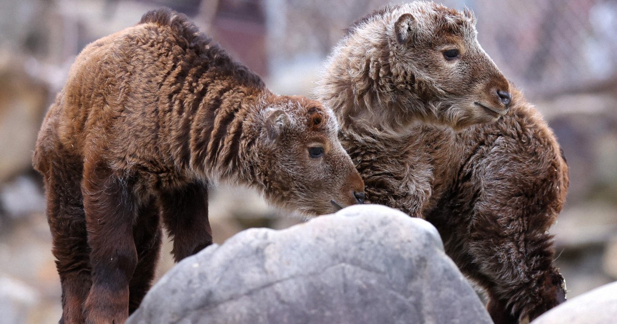 「珍獣」ゴールデンターキンがベビーラッシュ　和歌山で愛くるしい姿