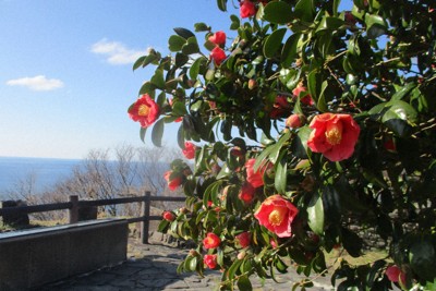 青い空と海に映えるヤブツバキの花＝石川県珠洲市高屋町で2026年3月11日、竹中拓実撮影