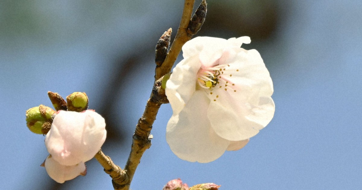 1st cherry blossom of 2026 confirmed in Gifu, Kochi