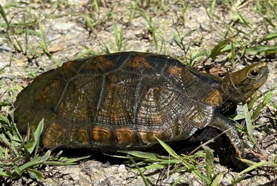 北海道苫小牧民宅庭院驚見天然紀念物黑啄木鳥,引發對當地開發與生態保育的關注