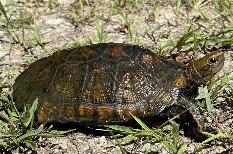 絶滅危惧種：絶滅危惧、48種追加 ニホンイシガメなど 環境省 | 毎日新聞
