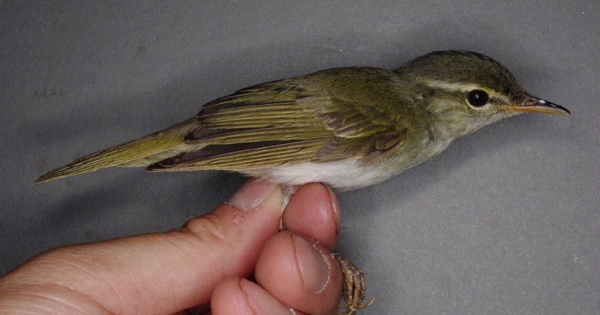 トカラ列島で鳥類の新種　国内ではヤンバルクイナ以来45年ぶり