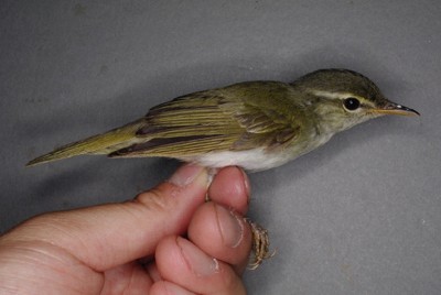 トカラムシクイの雄の成鳥＝山階鳥類研究所、森林総合研究所提供