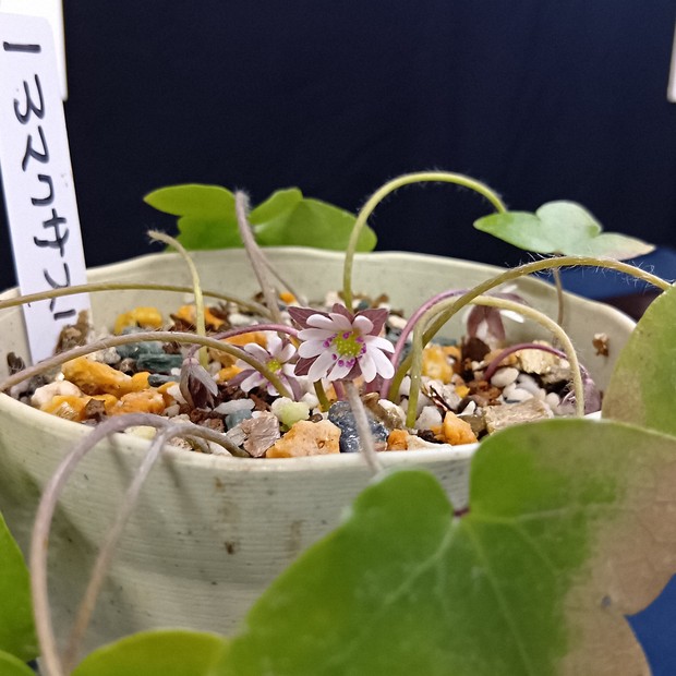 雪草割 熊本で発見された雪割草の新種 世界で初めて展示 神奈川・箱根 | 毎日新聞