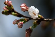 開花した標本木のソメイヨシノ＝広島市中区の縮景園で2026年3月19日午後3時31分、佐藤賢二郎撮影