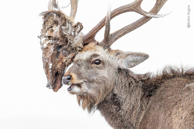 Hokkaido teacher's haunting deer photo nominated for British