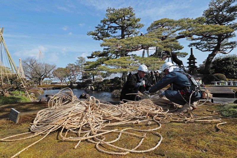 金沢・兼六園で雪吊りの取り外し作業 「終わる頃には桜咲く」 | 毎日新聞