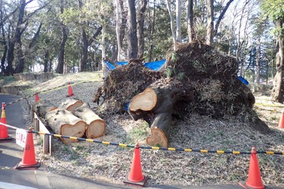 3月7日に倒木した砧公園のソメイヨシノの様子。断面の褐色に変色した中央部がカビなどによって腐朽している。腐朽は根にも達していたとみられる＝東京都世田谷区で（日本樹木医会・小林明理事提供）