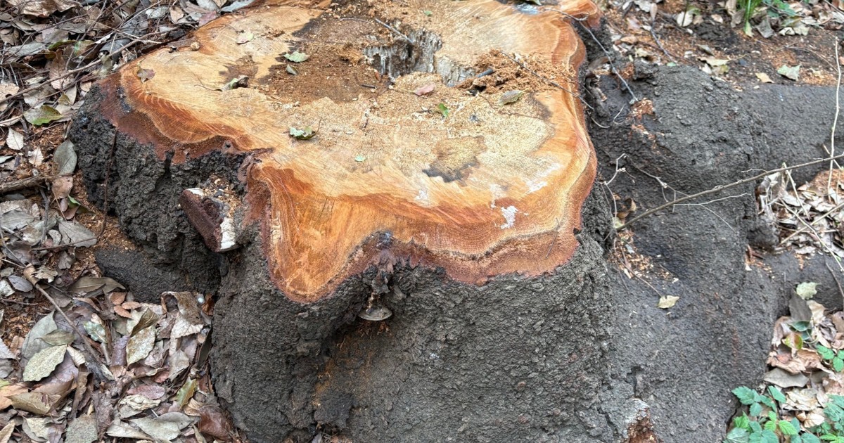 そこでお花見大丈夫？ 倒木相次ぐ桜、危険樹木の見分け方 [写真特集1/9] | 毎日新聞