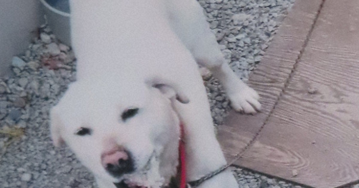 Bears in Japan's Tohoku region killed pet dogs, more attacks feared in spring