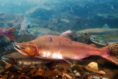 富士之介：日本山梨縣養殖鮭魚，因進口鮭魚價格飆漲而備受矚目