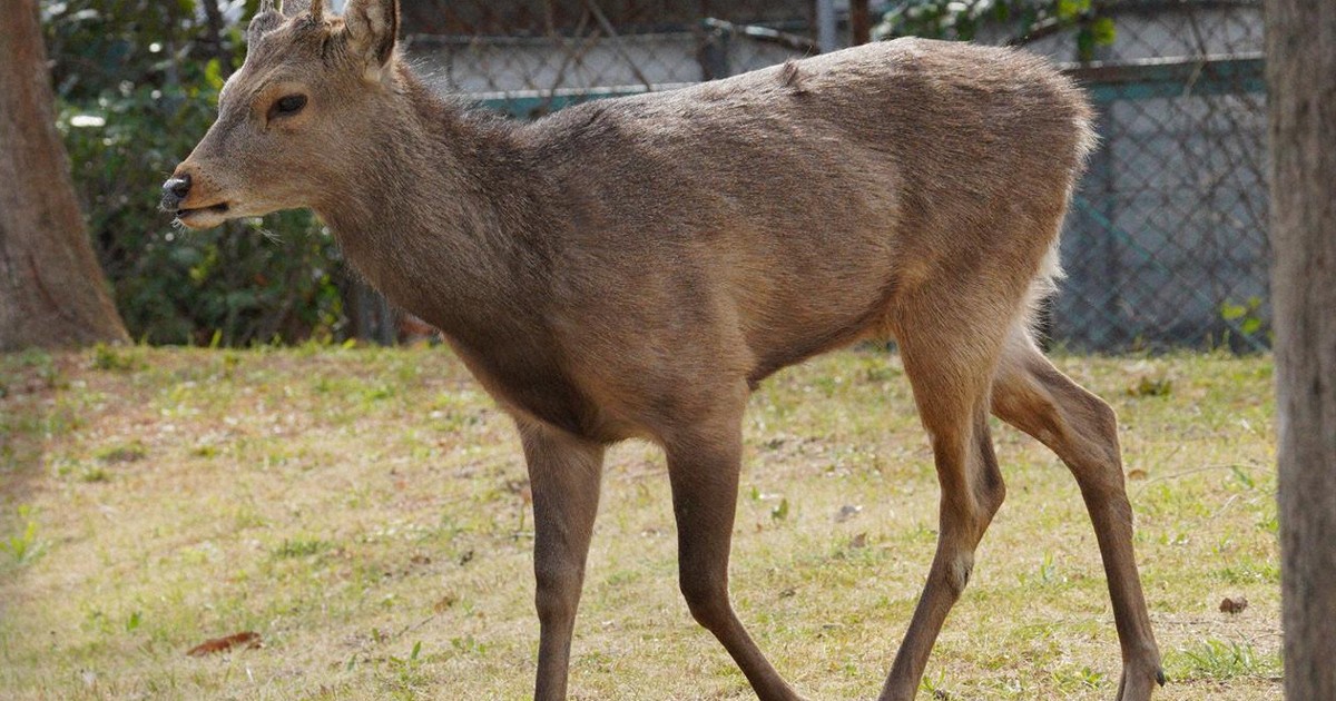 大阪市内にシカ1頭現れる　公園で草食べる　市「見守るしか」 | 毎日新聞