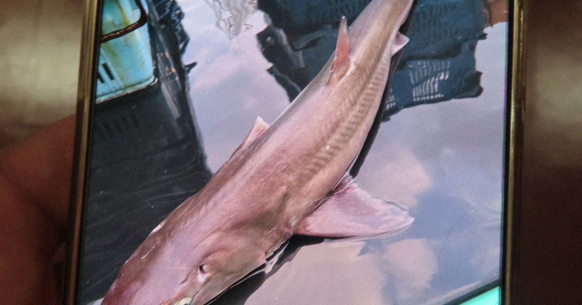 アブラツノザメ消費拡大へ　高たんぱく低カロリーの逸材　秋田