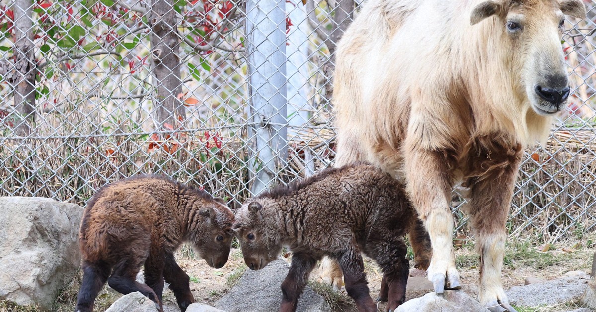 Easy Japanese news in translation: Baby golden takins born at zoo in Wakayama Prefecture