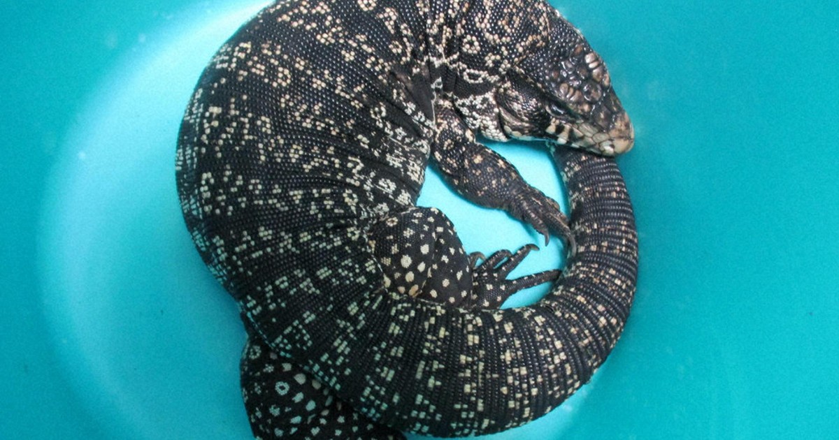 大型トカゲ、ボールニシキヘビも…千葉で「落とし物」過去最多