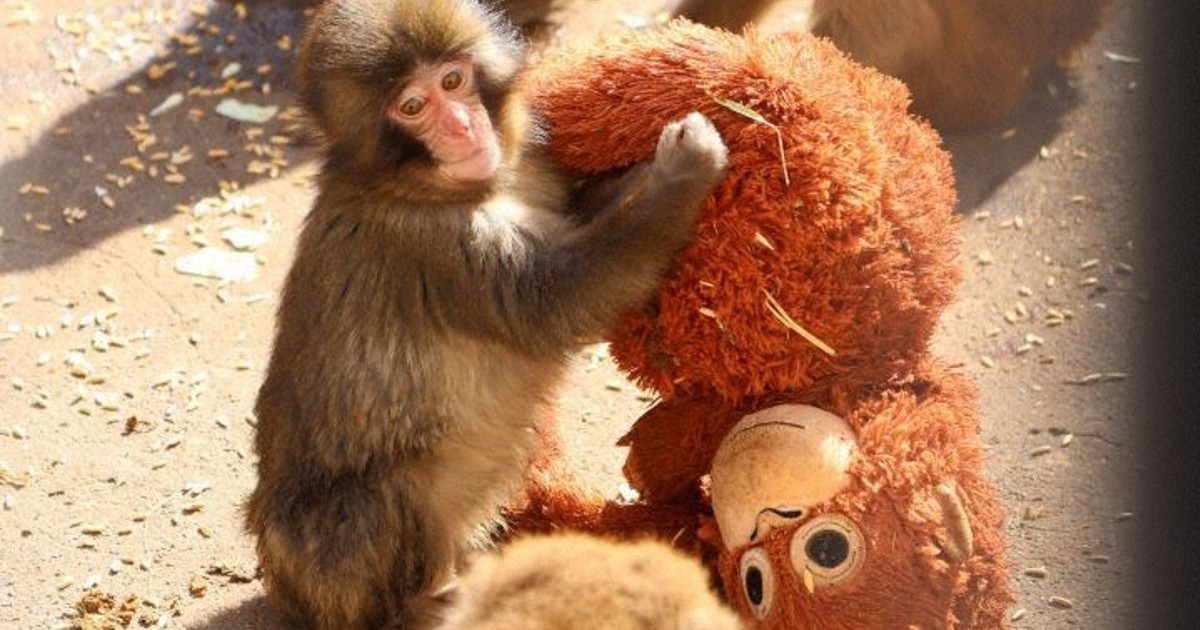 子ザルの「パンチ」人気で便乗商法も　園は「公式グッズ」で対抗