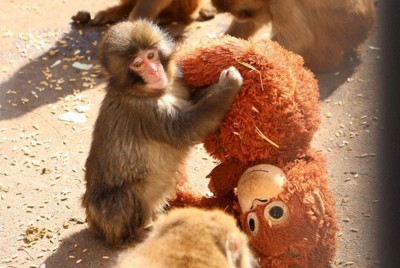 オランウータンの人形を抱えるパンチ＝市川市動植物園提供