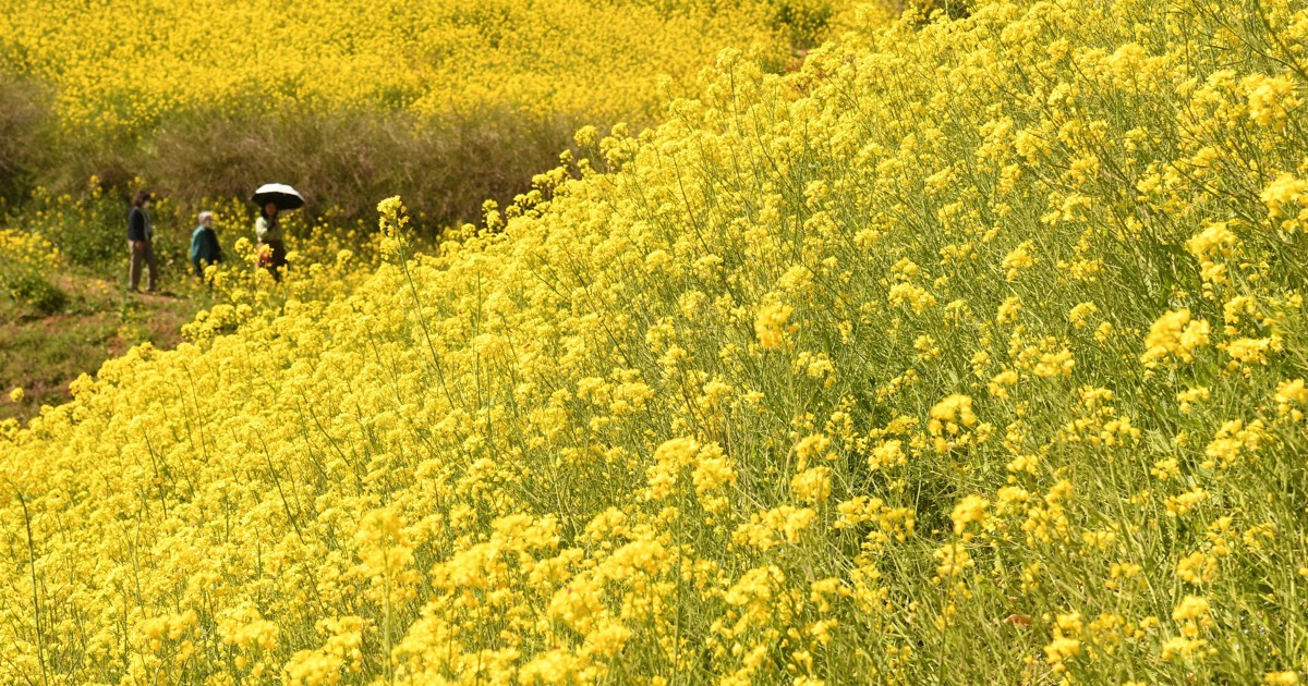 菜の花満開、黄色い丘　元は耕作放棄地、今は名所に　愛媛・伊予