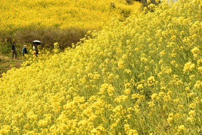 丘一面を黄色に染める菜の花＝愛媛県伊予市で2026年3月24日午前11時40分、狩野樹理撮影