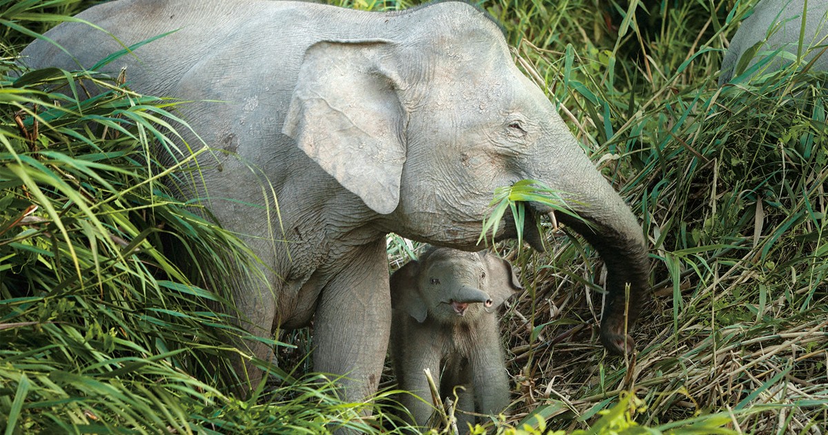 世界GDPの半数が依存　生物多様性守る企業価値、指標化の動き