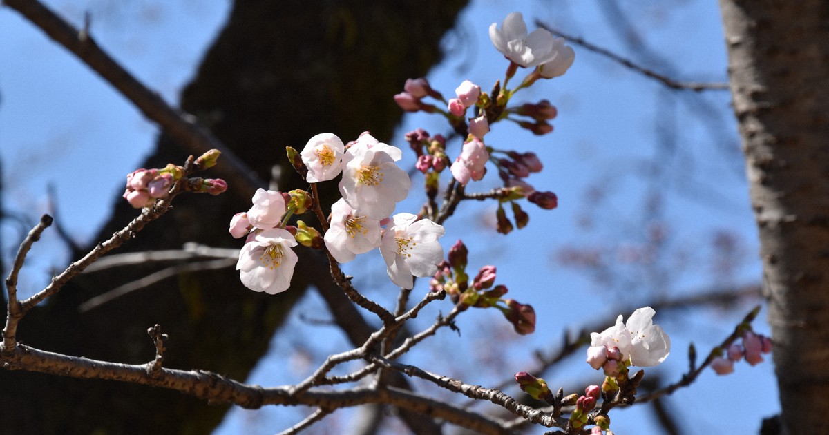 宇都宮で桜開花、平年より6日早く　4月中旬並み陽気でぽかぽか