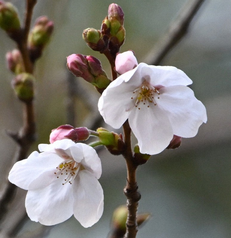福岡で桜が開花、平年より2日遅く 7～10日で満開見込み | 毎日新聞