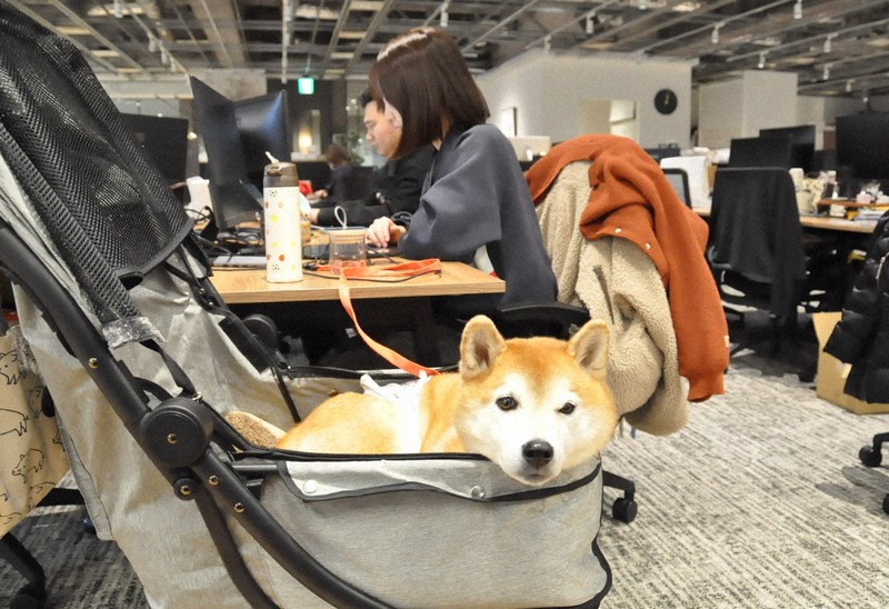 働く「社員犬」 「わんダフル・ワーキング制度」導入で愛犬躍動 [写真