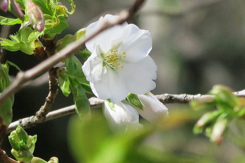 白やピンク一足先に見ごろ 桜とアーモンド見比べ 福岡市・花畑園芸公園