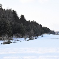 ヒグマの出没が相次いでいるJR函館線沿いの鉄道防風林。市街地が近くにある＝北海道砂川市で2026年3月17日午後4時38分、小林大輝撮影