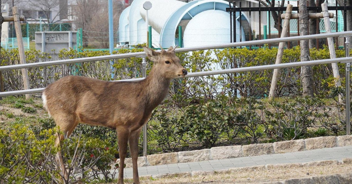 大阪府警本部の敷地内にシカ侵入　市が捕獲、目撃相次いだ個体か