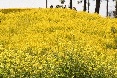 丘一面を黄色に染める菜の花＝愛媛県伊予市で、狩野樹理撮影