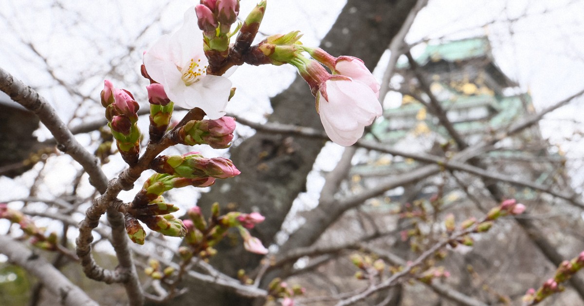 大阪で桜が開花　平年よりも1日早く　1週間ほどで満開に