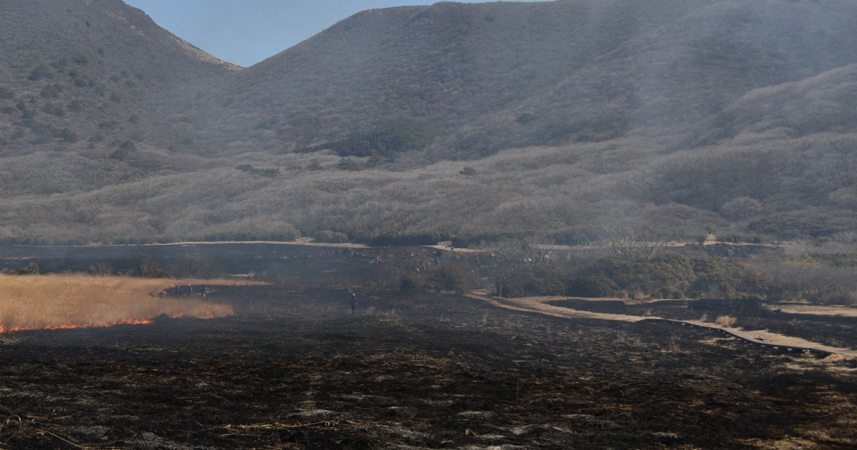 九電G、大分・坊ガツル湿原で野焼き　湿地帯の保全へ地元住民と