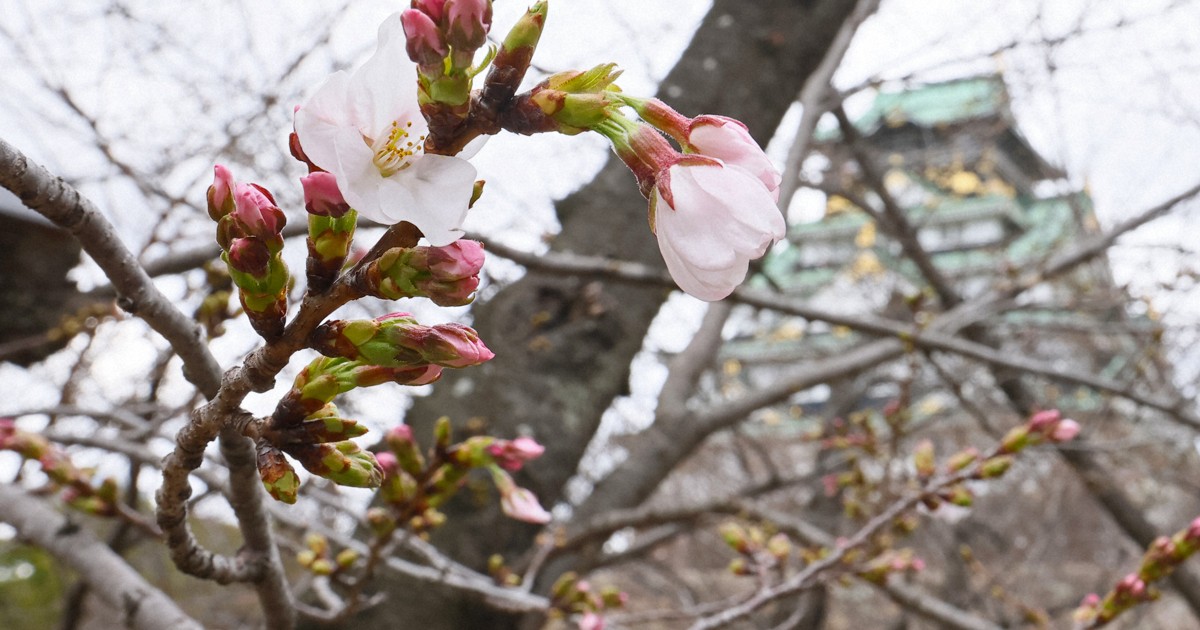 Osaka weather observatory announces cherry blossoms blooming in city