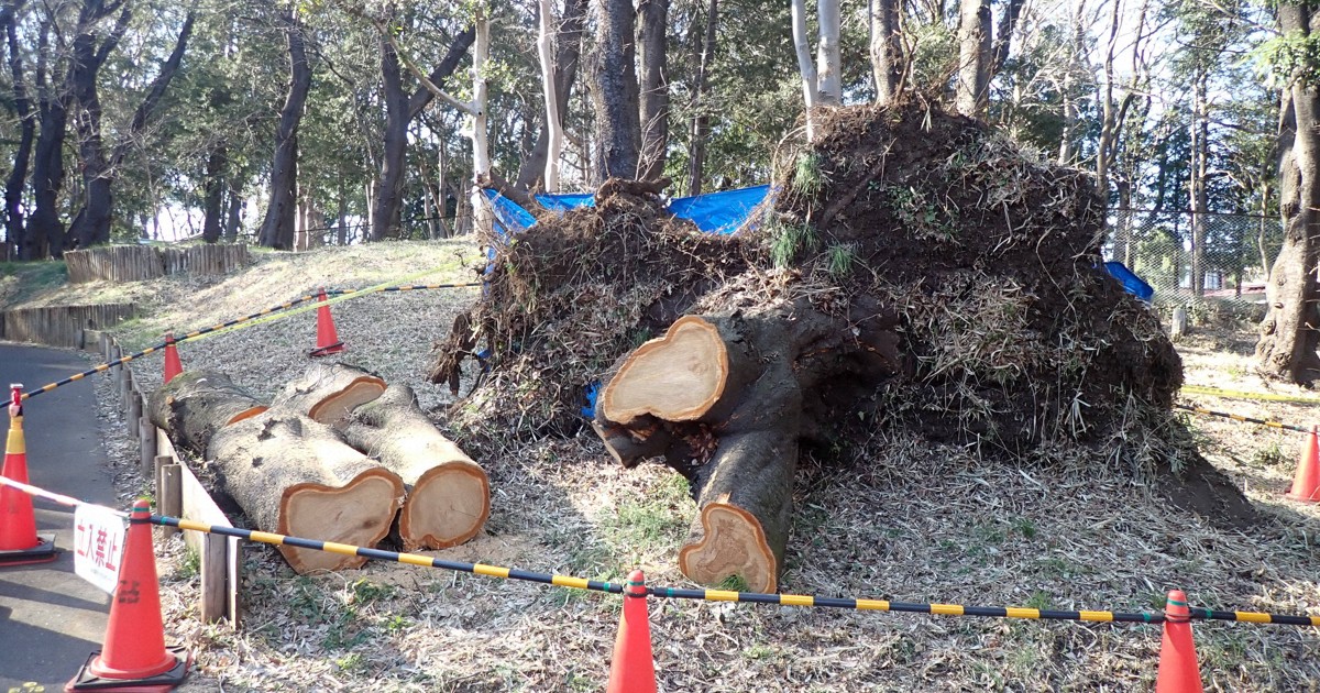 As cherry blossom season begins across Japan, expert urges caution amid toppling trees - The Mainichi