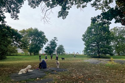 芝生や木々の間を自由に駆け回る愛犬と散歩を楽しむ飼い主たち（セントラルパークで）(筆者撮影)