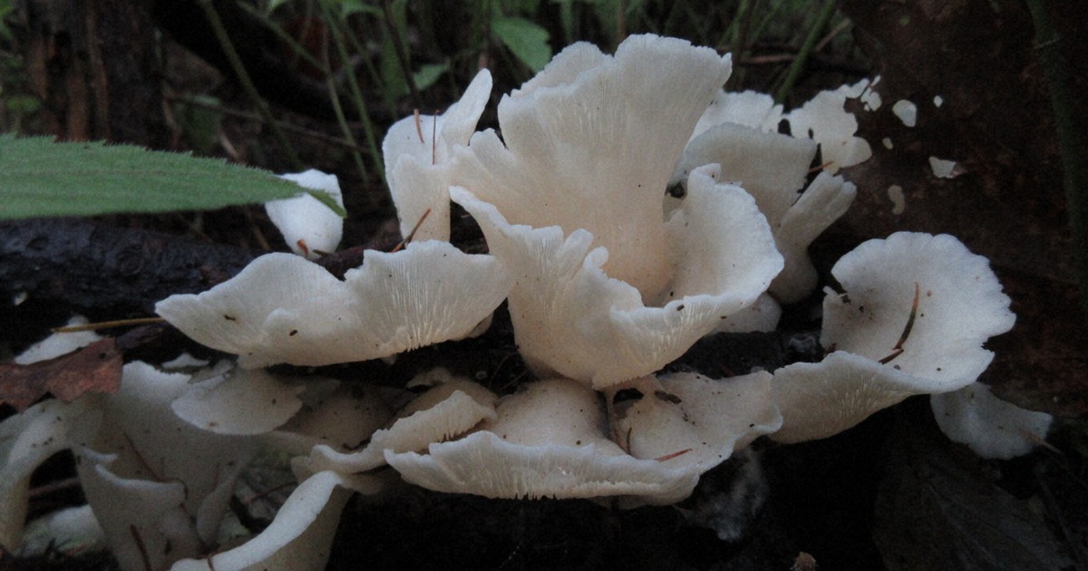 「スギヒラタケ」食後に急性脳症の謎、解明に一歩　宇都宮大など